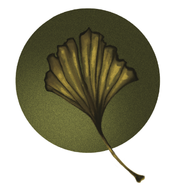Aptfiive Illustrated Ginko Leaf Icon
